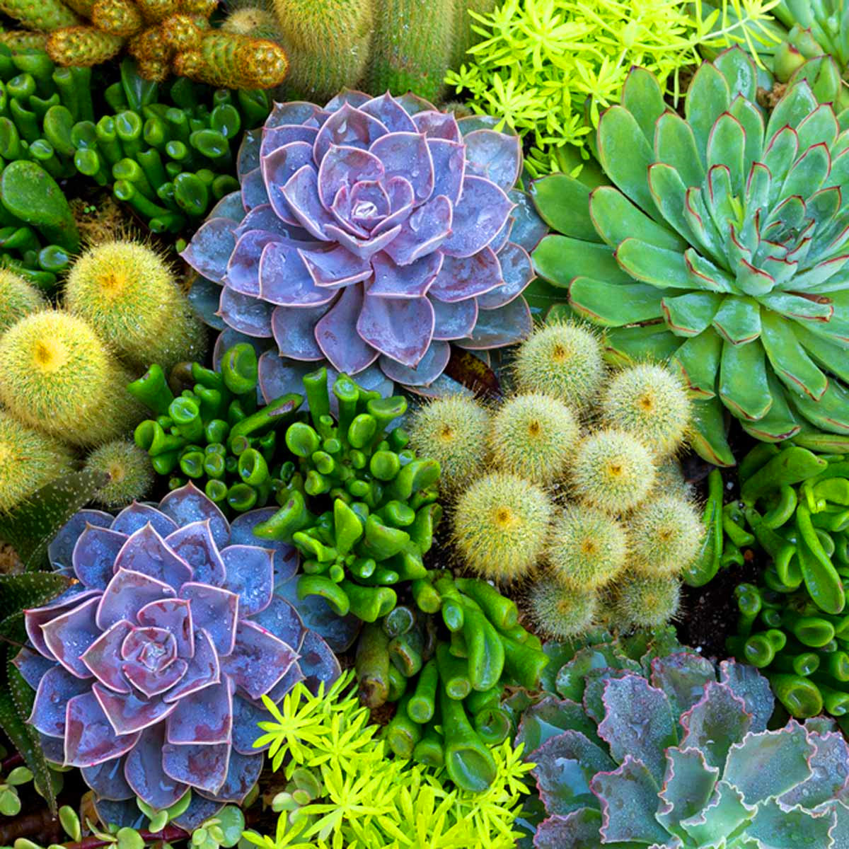 40+ Amazing Succulents Garden Decor Ideas For 2019
