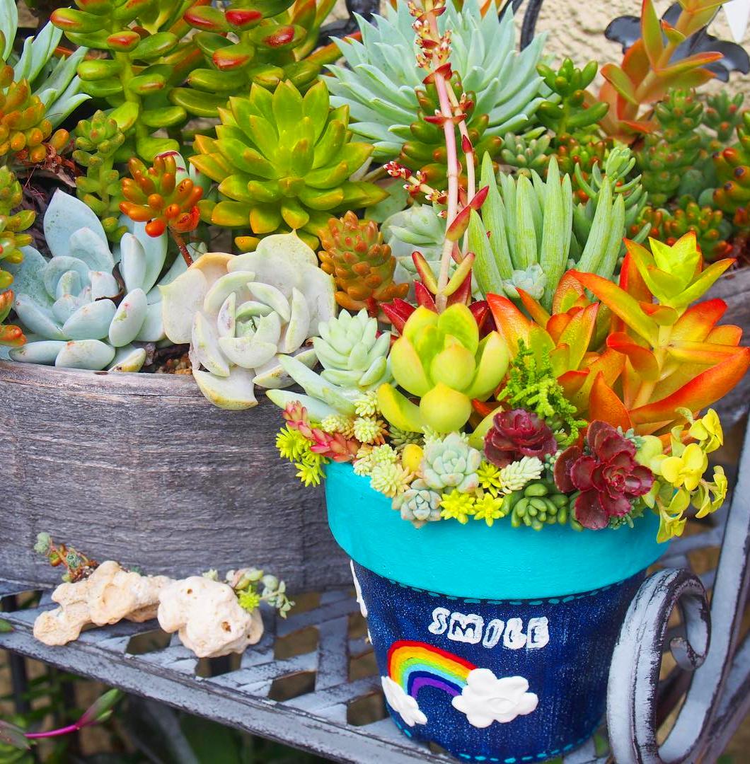 35 How To Make An Indoor Succulent Dish Garden