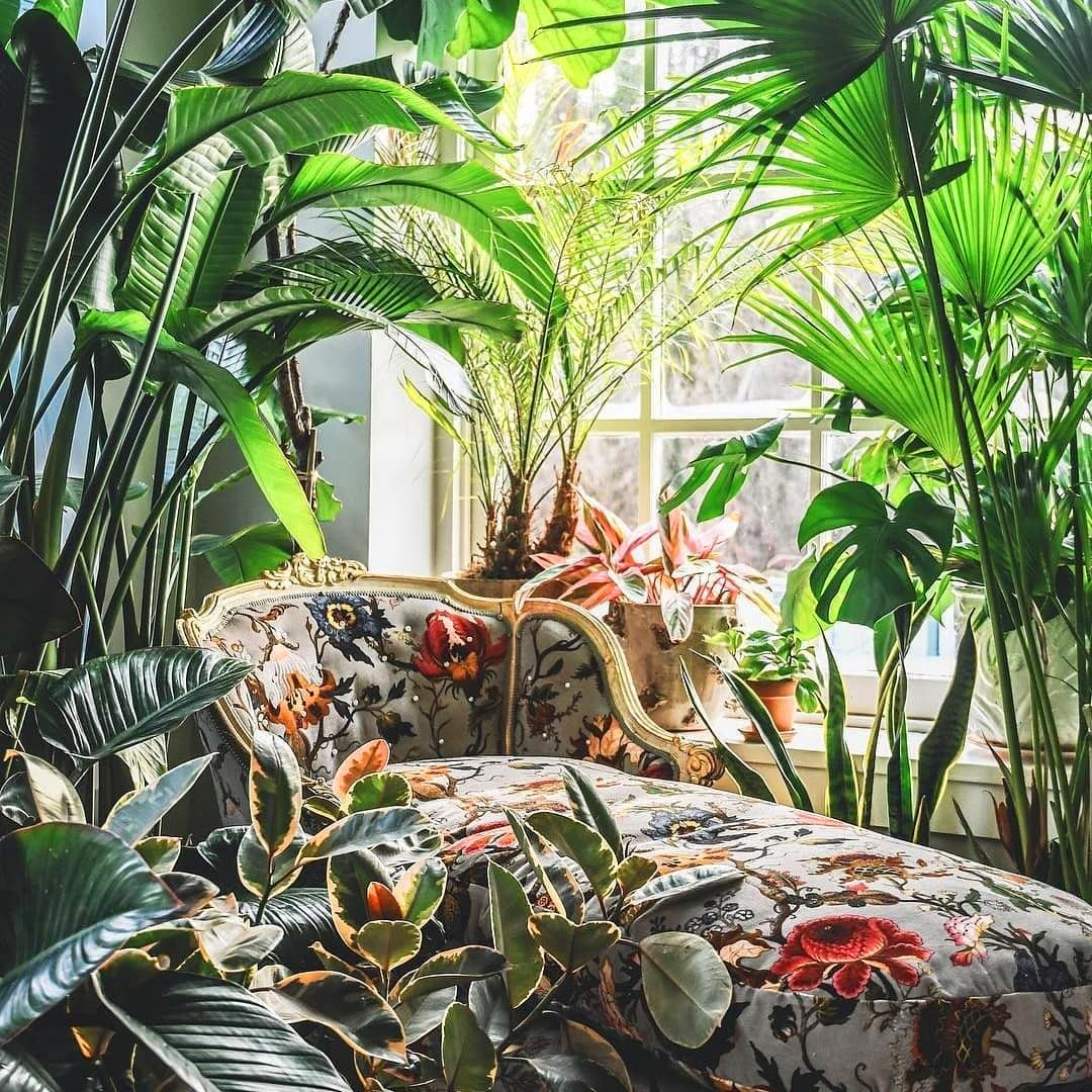 30+ Indoor Decorative Plants For Your Home