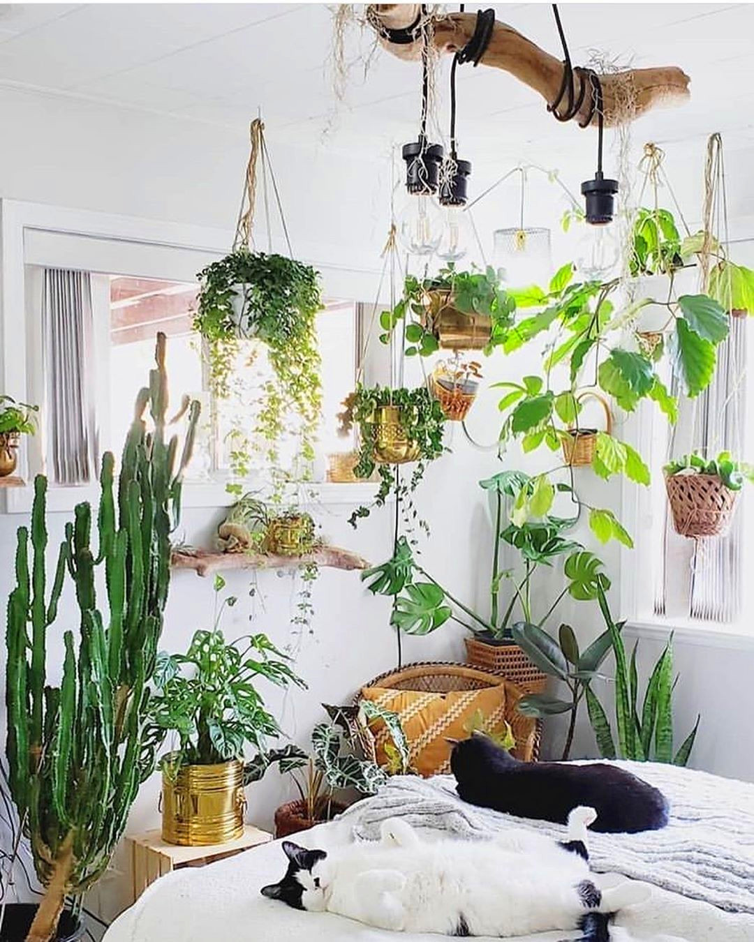 30+ Indoor Decorative Plants For Your Home