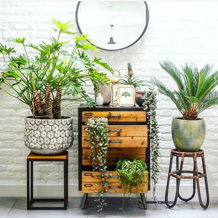 55 Marvelous Indoor Plants Design Ideas To Freshen Your Home