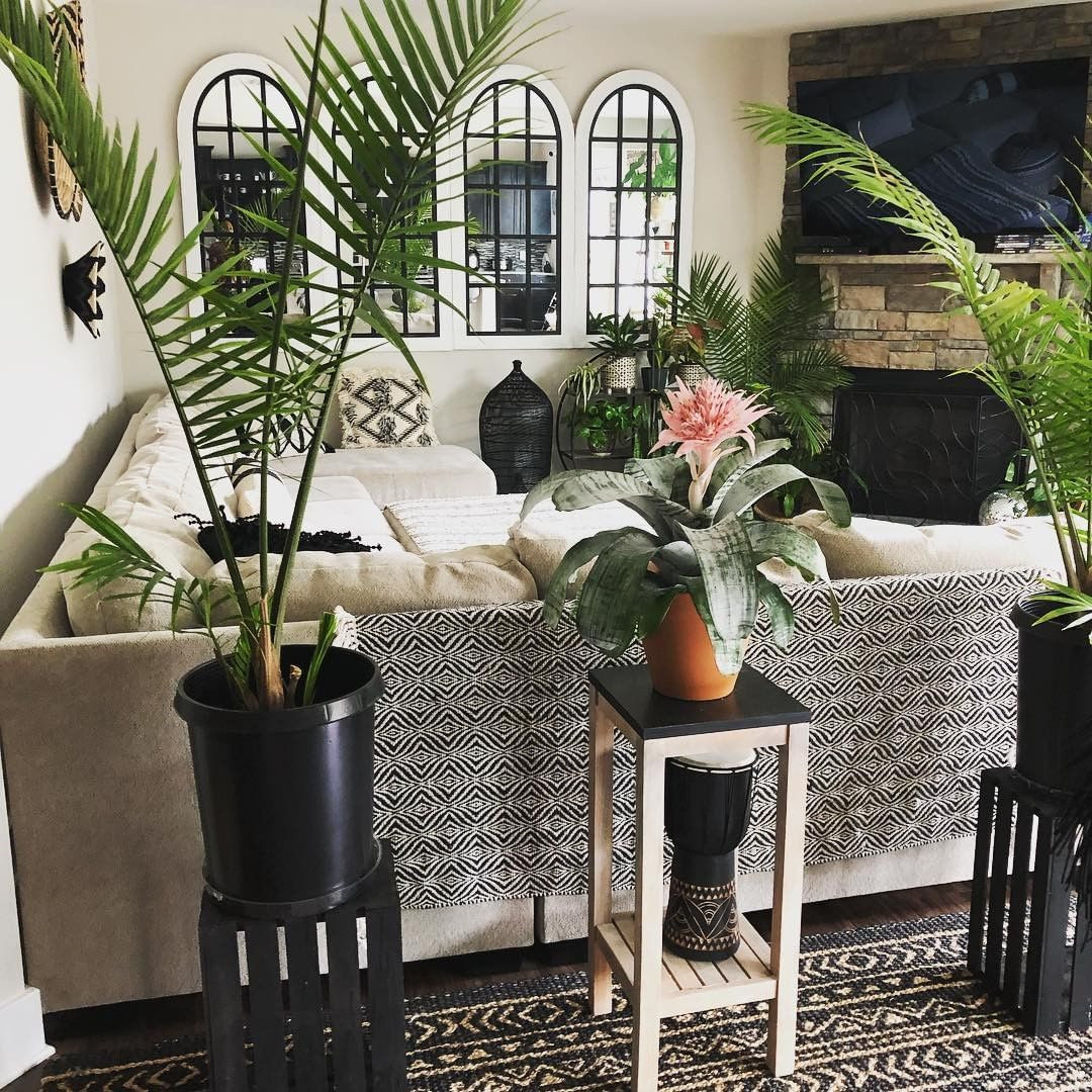 Indoor Plants