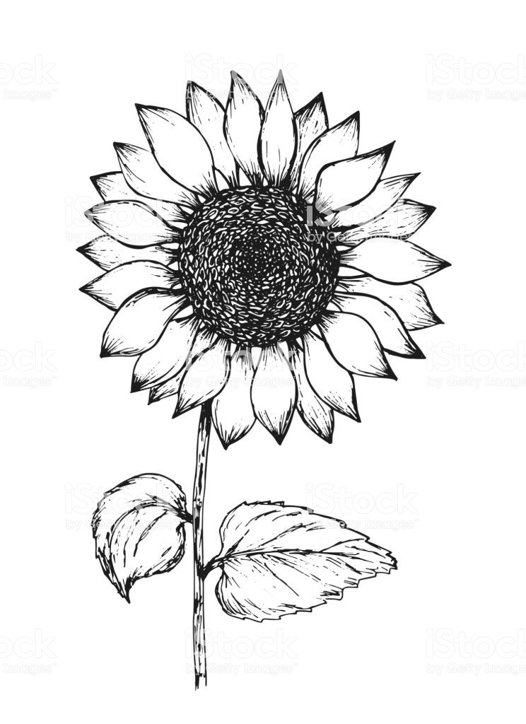 How to Draw a Sunflower Easy Step by Step Drawing Guides,sunflower drawing pattern,sunflower drawing color,sunflower drawing template,sunflower drawing images free