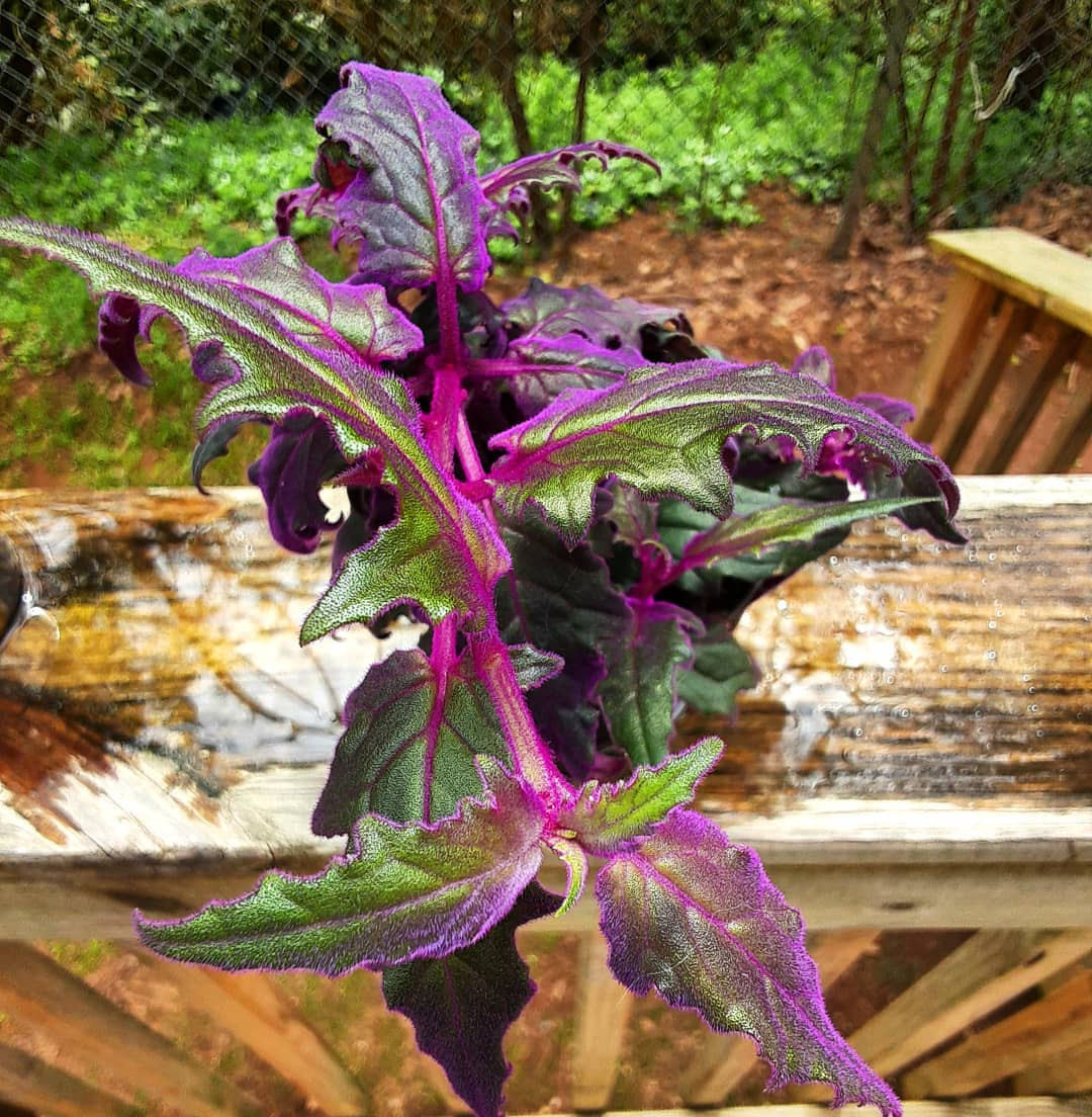 40 Best Purple House Plants,purple and green houseplant,purple heart houseplant,houseplant with green leaves and purple underside