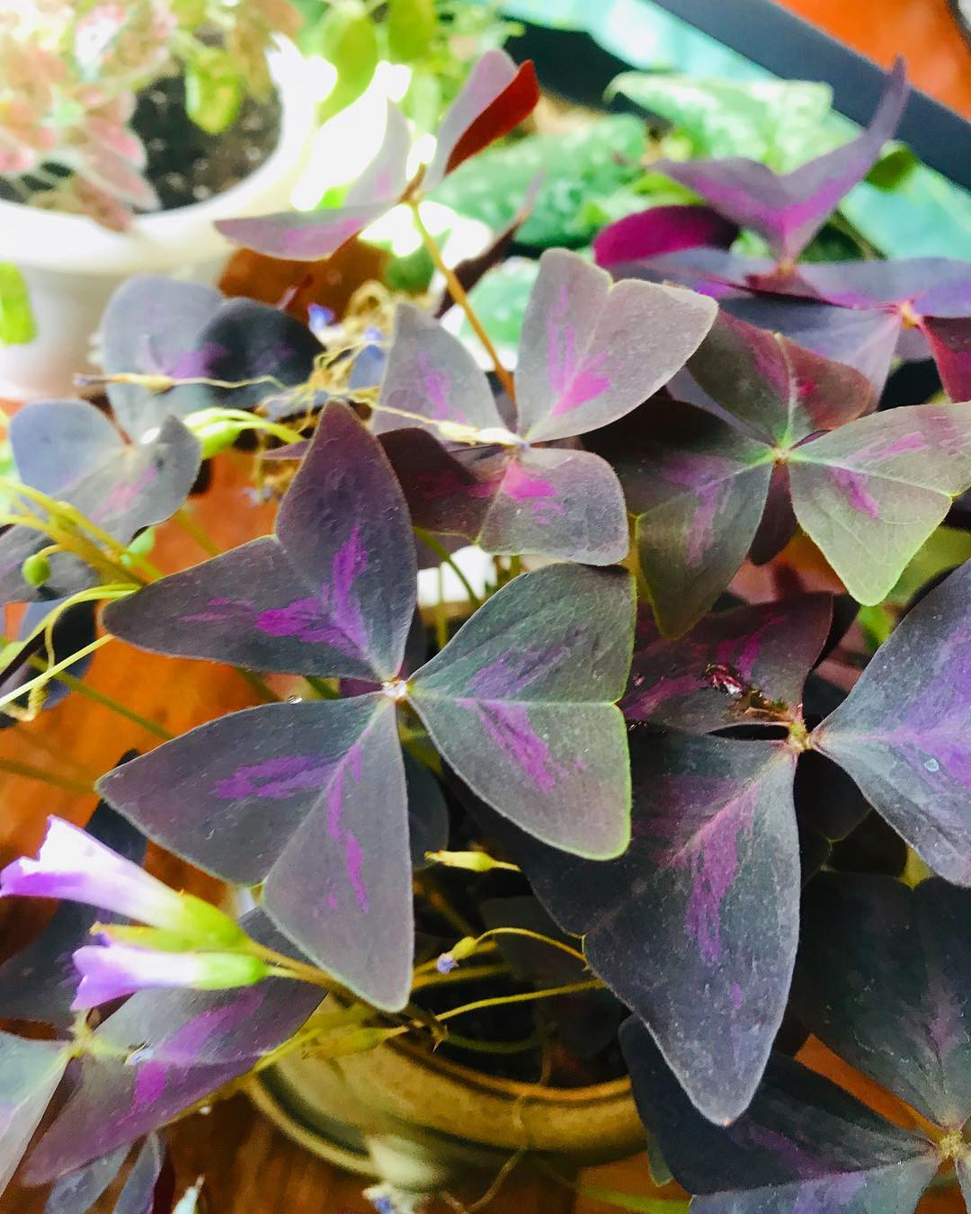 40 Best Purple House Plants,purple and green houseplant,purple heart houseplant,houseplant with green leaves and purple underside