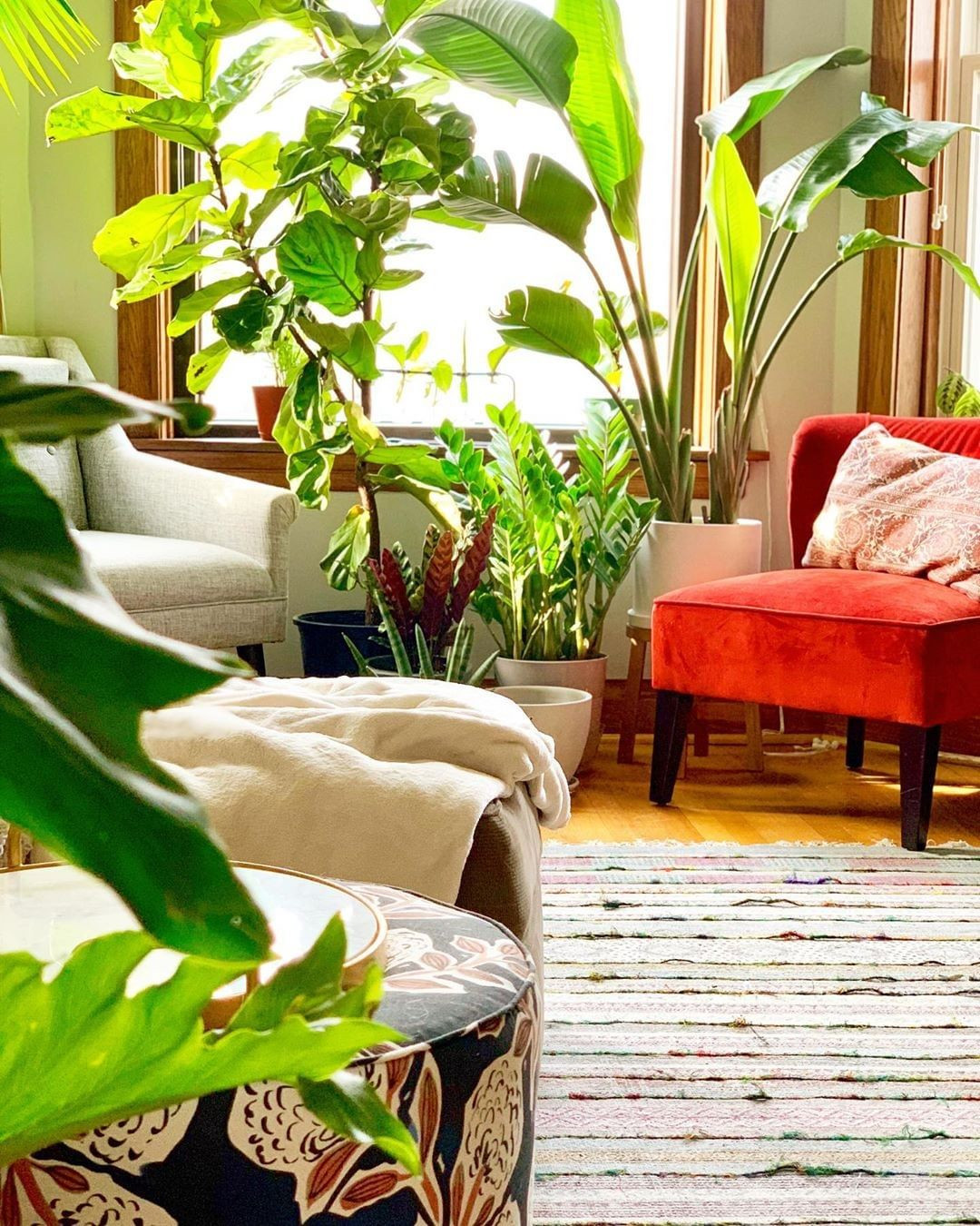 70 Indoor Plants for the Small Space Gardener