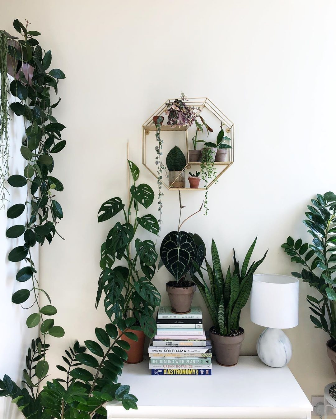 70 Indoor Plants for the Small Space Gardener